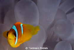 Clown fish by Torresan Patrick 